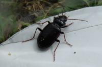 Nebria brevicollis