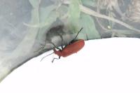 Pyrochroa serraticornis
