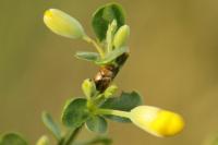Gonioctena olivacea