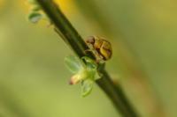 Gonioctena olivacea