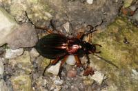 Carabus auratus