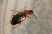 Stenolophus teutonus