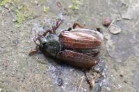 Melolontha melolontha