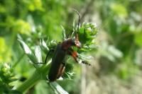 Cantharis rustica