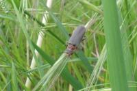 Cantharis rustica
