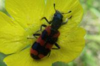 Trichodes alvearius