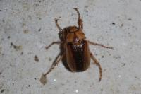 Rhizotrogus aestivus