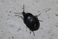 Phosphuga atrata