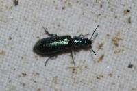 Dasytes caeruleus