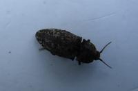 Agrypnus murinus