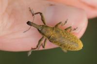 Lixus pulverulentus