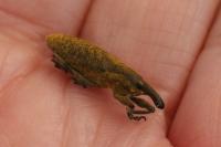 Lixus pulverulentus