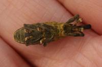 Lixus pulverulentus