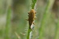 Lixus pulverulentus