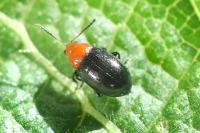 Podagrica fuscipes