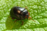 Chrysolina bankii