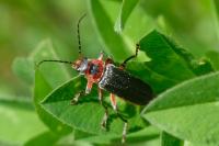 Cantharis rustica