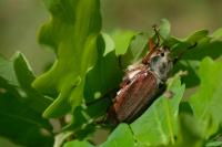Melolontha melolontha