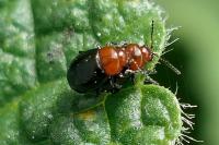 Podagrica fuscipes
