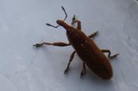 Lixus punctiventris