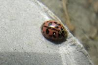 Oenopia conglobata