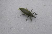 Lixus iridis