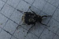 Valgus hemipterus