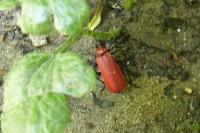 Pyrochroa coccinea