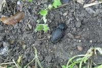 Carabus coriaceus