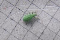 Polydrusus planifrons