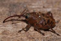 Curculio glandium