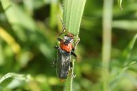 Cantharis fusca