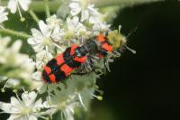 Trichodes alvearius