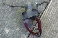 Lucanus cervus