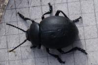 Timarcha tenebricosa