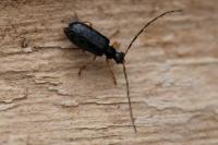 Luperus longicornis