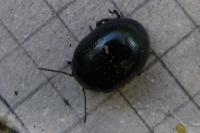 Chrysolina haemoptera