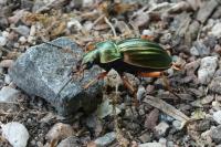 Carabus auratus