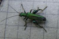 Oedemera nobilis
