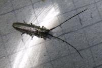 Agapanthia cardui