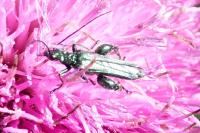 Oedemera nobilis