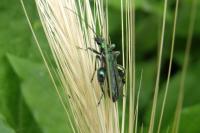 Oedemera nobilis