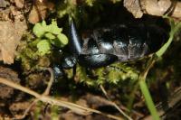 Meloe violaceus