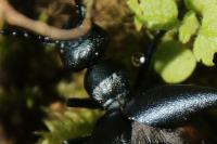 Meloe violaceus