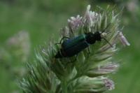 Malachius bipustulatus