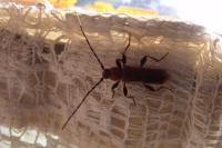 Phymatodes testaceus