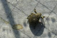 Mononychus punctumalbum