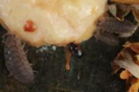 Anisotoma humeralis