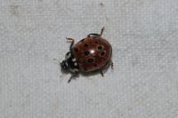 Anatis ocellata