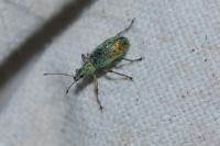 Polydrusus cervinus